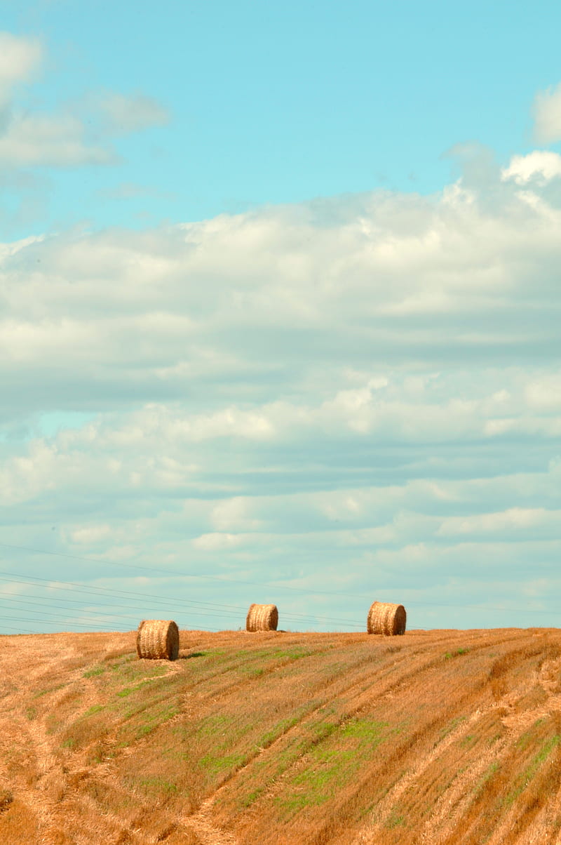 field, hay, bales, summer, landscape, HD phone wallpaper