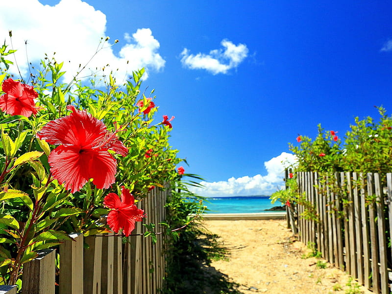 Hibiscus beach, flower, path, summer, bonito, sky, fence, hibiscus, sea, beach, sand, paradise, HD wallpaper