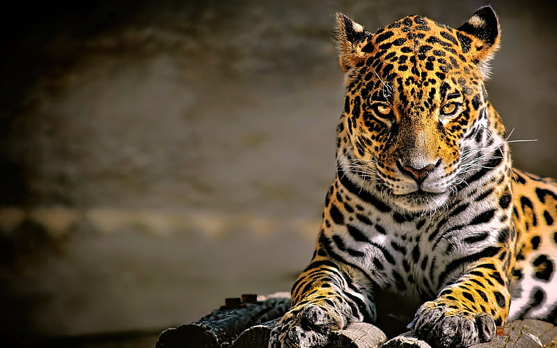 leopard Panthera pardus, predators, wildlife, HD wallpaper