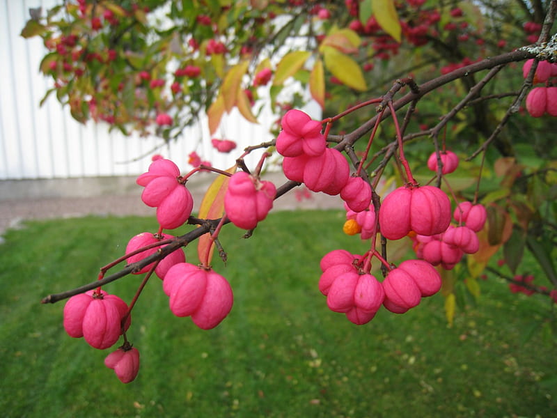 Spindle tree, red, garden, grass, spindle-tree, HD wallpaper