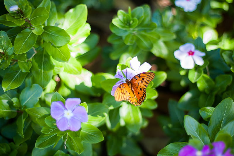 selective focus graphy of butterfly on purple petaled flower, HD wallpaper