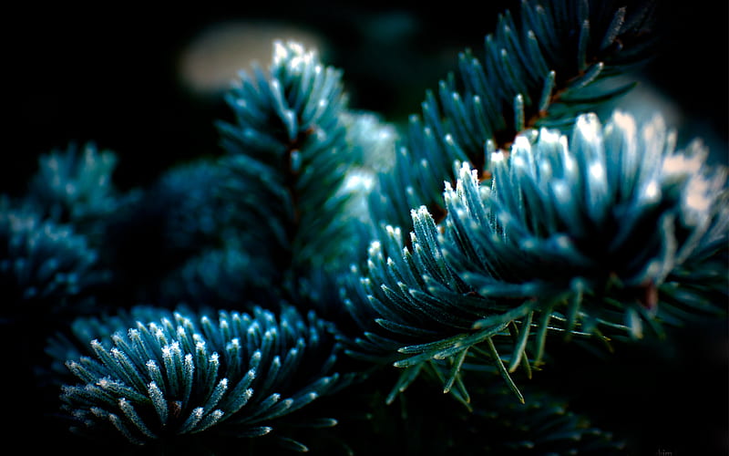 Frosty Evergreen, tree, pine, snow, evergreen, winter, frost, HD wallpaper