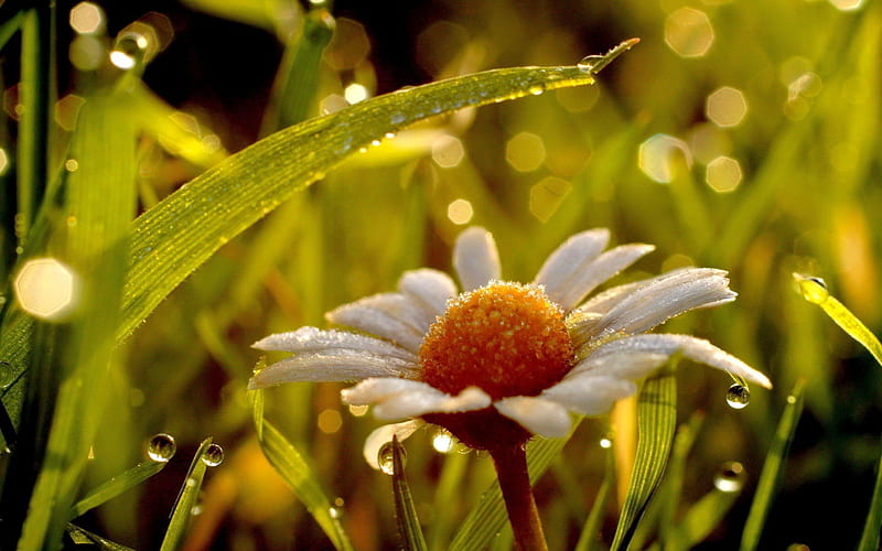 Wet camomile, pretty, wet, lovely, grass, bonito, drops, camomile, leaves, nice, flower, nature, petals, rain, field, daisy, meadow, HD wallpaper