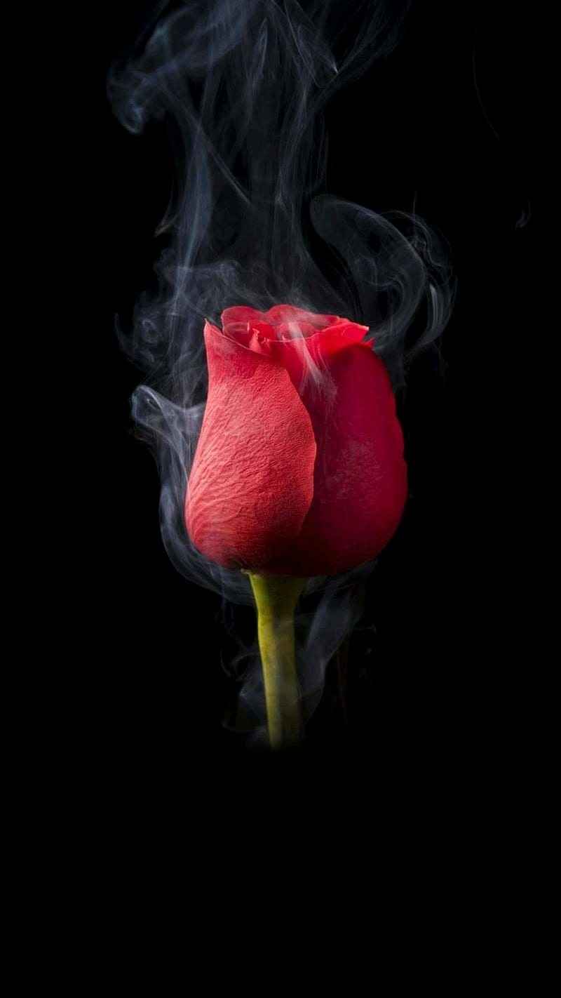 Rose, flowers, smoke, love, black, HD phone wallpaper