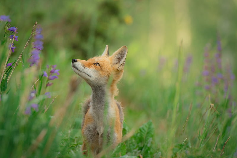 red fox standing on grass field, HD wallpaper