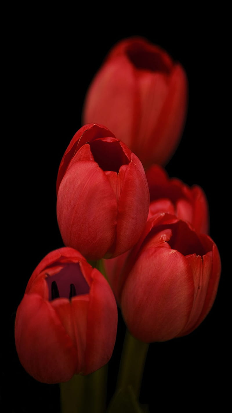 Red Tulips, red, tulips, HD phone wallpaper
