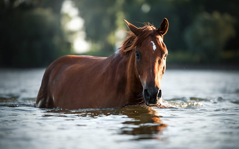 horse in the river, water, brown horse, beautiful animals, evening, sunset, HD wallpaper
