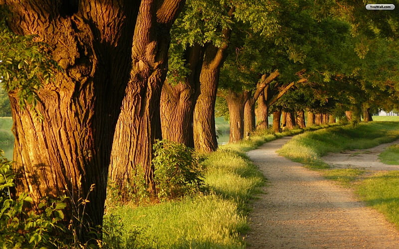 Pathway of Big Trees, path, sun, leaves, trees, HD wallpaper
