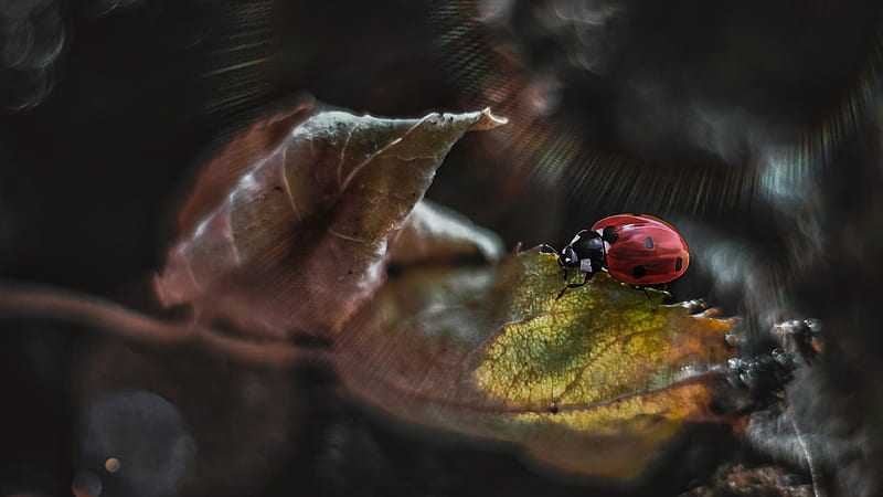 Lady Bug On Dry Leaf In Blur Bokeh Background Animals, HD wallpaper