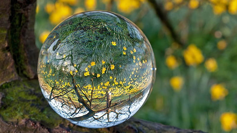 graphy Of Green Plants Yellow Flowers Transparent Glass Sphere Ball graphy, HD wallpaper