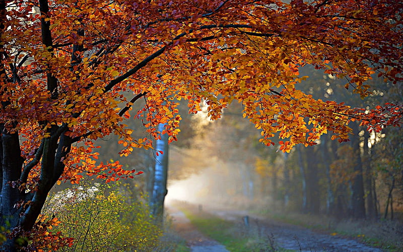 Autumn Road on a Rainy Day, autumn, roads, nature, trees, foliage, HD  wallpaper | Peakpx
