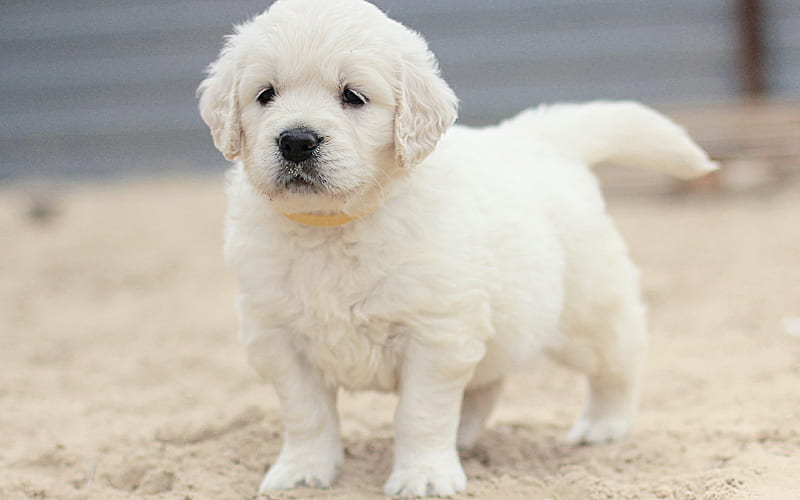 Golden Retriever, small white puppy, pets, cute animals, breeds of dogs, labrador, HD wallpaper