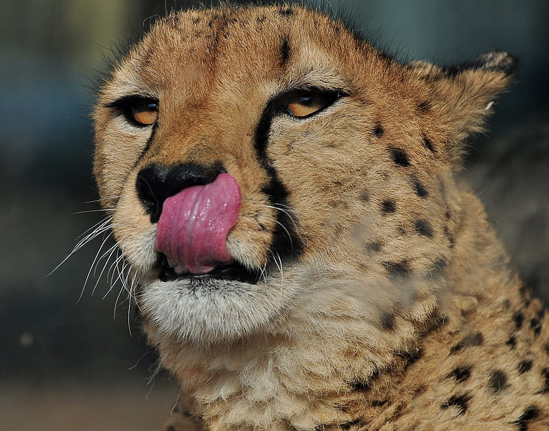 Cheetah, raubtiere, cats, geparden, HD wallpaper | Peakpx