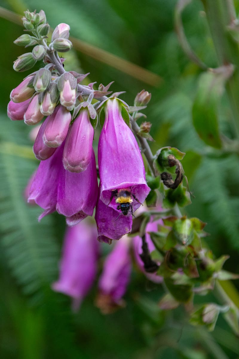 foxglove, bee, flower, macro, blur, purple, HD phone wallpaper