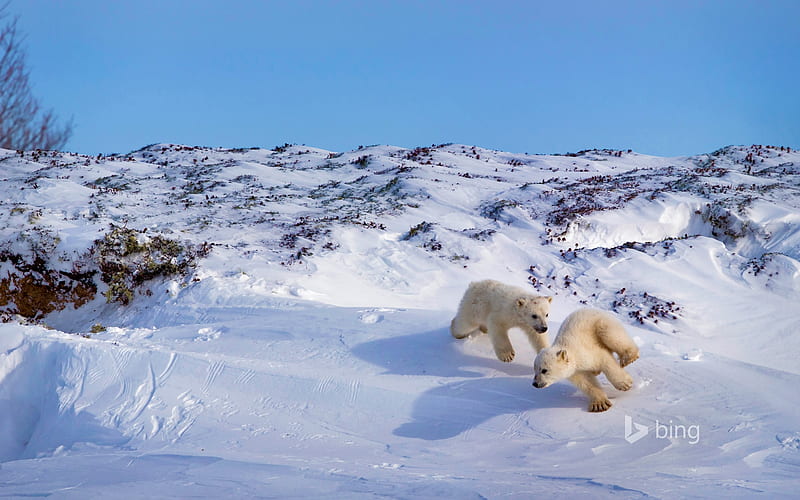 Polar bear cubs playing Hudson Bay Canada, Playin, Bear, Polar, Cubs, HD wallpaper