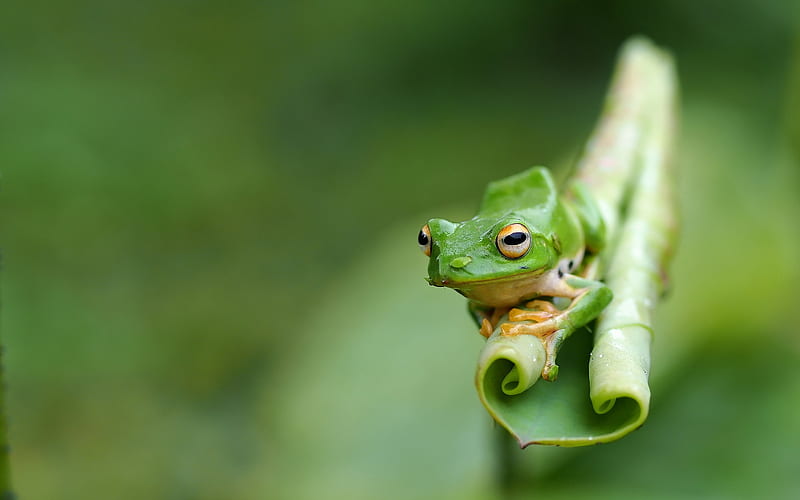 Frog, broasca, green, animal, leaf, HD wallpaper