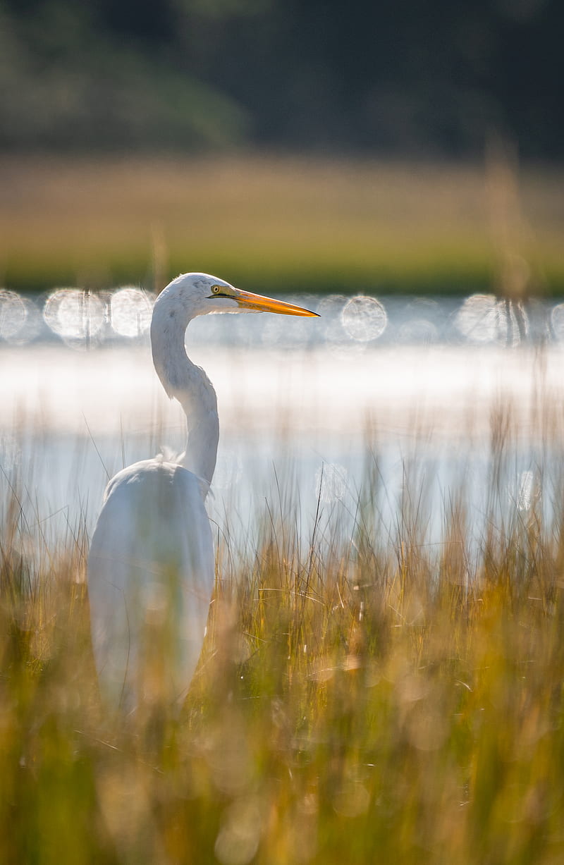egret, bird, white, grass, wildlife, HD phone wallpaper