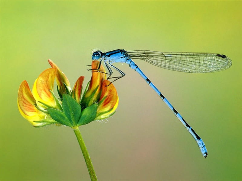 DRAGONFLY, green, dragonflies, plants, flowers, yellow, insects, blue, HD wallpaper