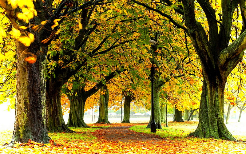 Autumn, Fall, Leaves, Autumn Splendor, Path, Nature, Trees, Hd 