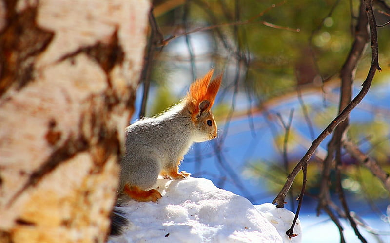 forest, squirrel, wild animal, snow, HD wallpaper