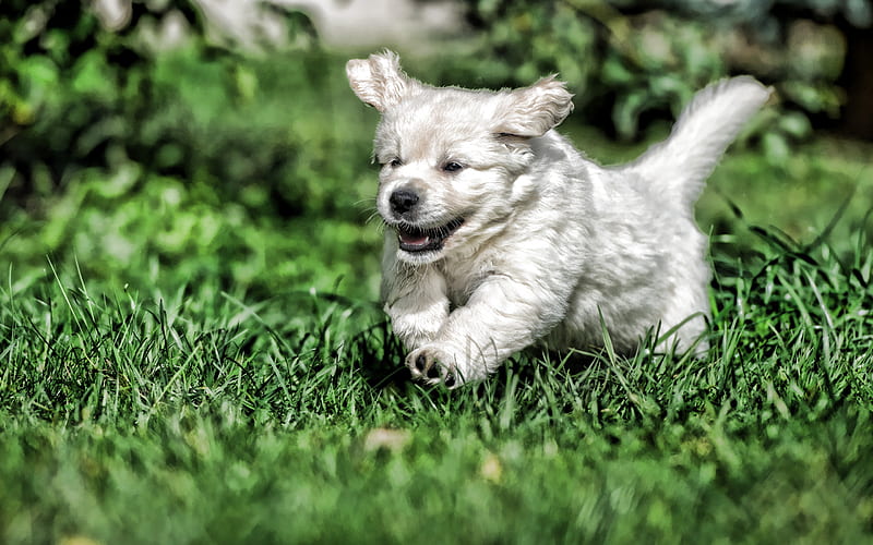 running labrador, puppy, R, bokeh, retriever, pets, lawn, cute animals, running dog, labradors, golden retriever, HD wallpaper