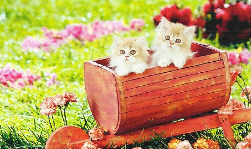 Two red persian kittens, cute, persian, paws, kittens, flowers, wheelbarrow, HD wallpaper