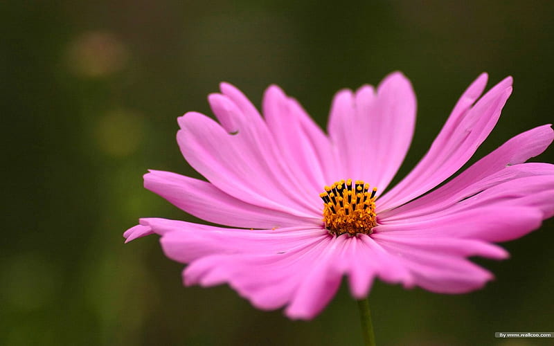 Autumn flowers-grass in the cosmos 24, HD wallpaper