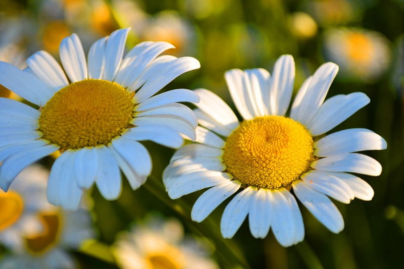 Hermosas margaritas, amarillas, margaritas, flores, flores blancas, Fondo  de pantalla HD | Peakpx