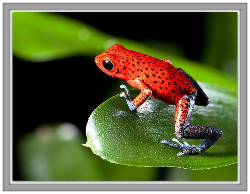 TINY POISON FROG, TINY, NATURE, FROG, HD wallpaper