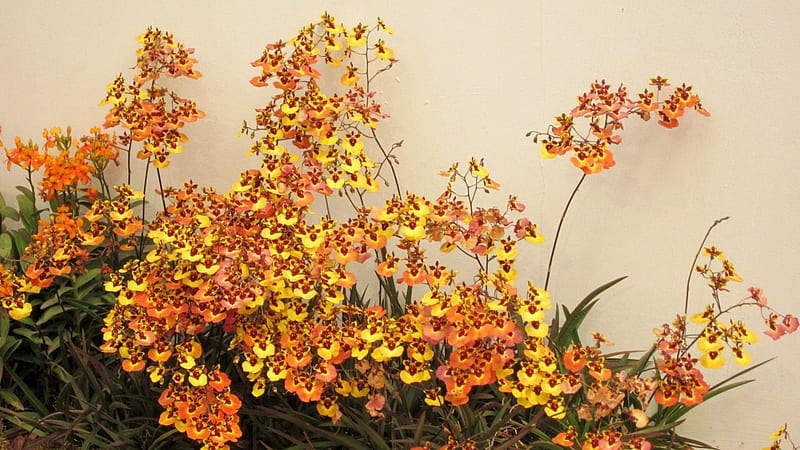 Lovely orchids, pretty, orchids, orange, Lovely, flowers, yellow, soft, delicate, HD wallpaper