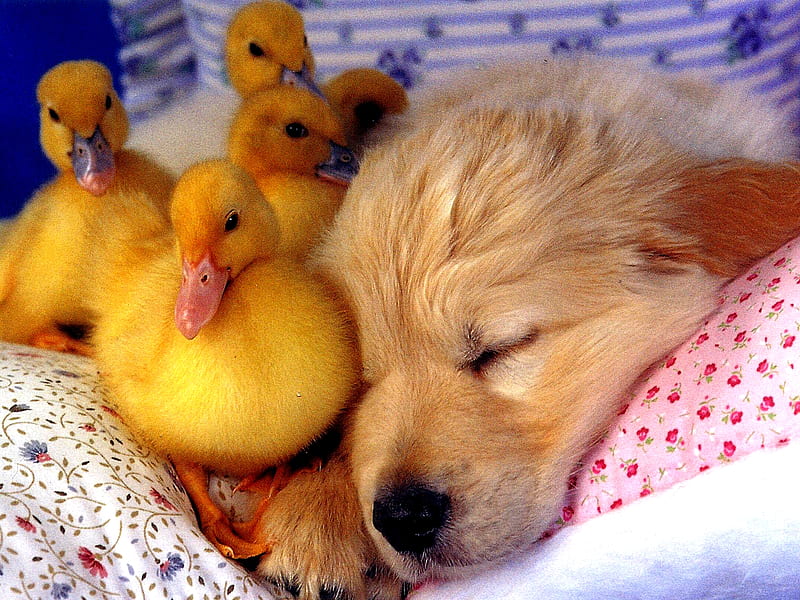 CUTEST FRIENDS, cute, sleep, birds, ducklings, puppy, dog, HD wallpaper