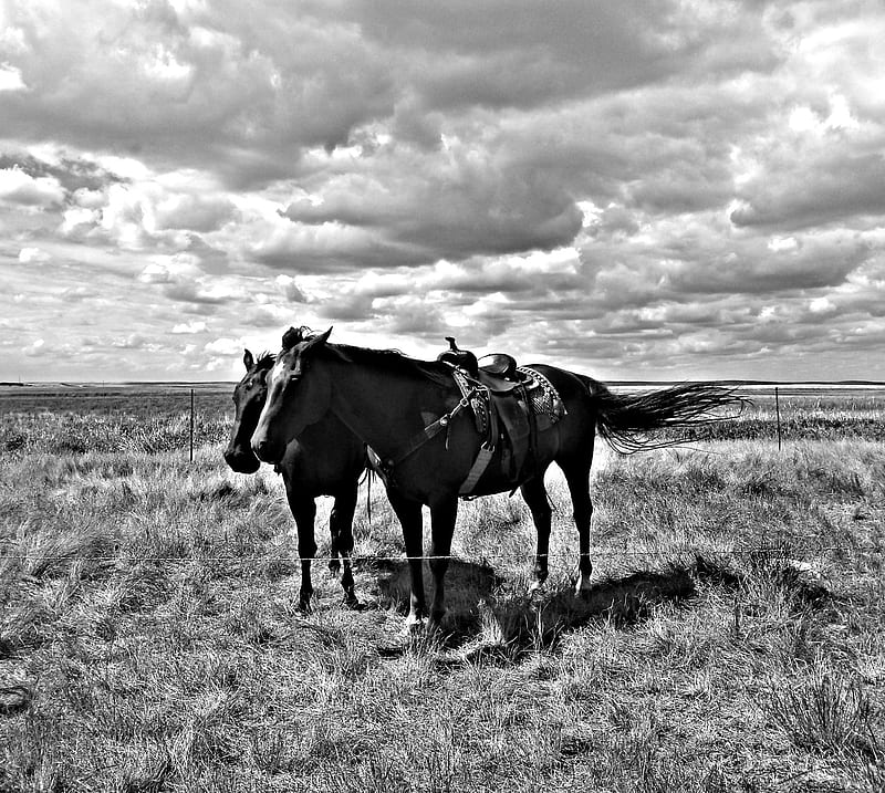 500 Cowboy Hat Pictures HD  Download Free Images on Unsplash