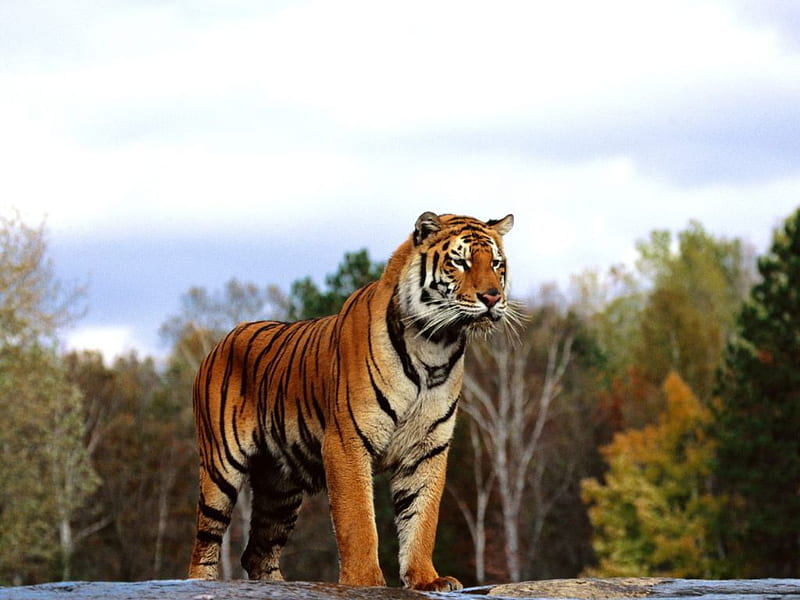 Bengal Tiger-Regal, bengal, regal, nature, tiger, cats, HD wallpaper