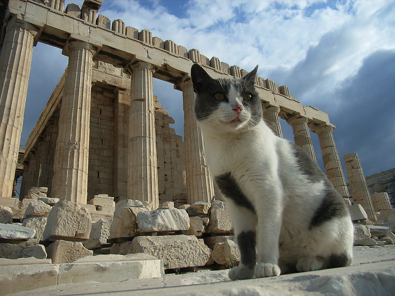 Julius Kitty, kitty, ruins, rome, cat, kitten, fur, parthenon, italy, HD wallpaper