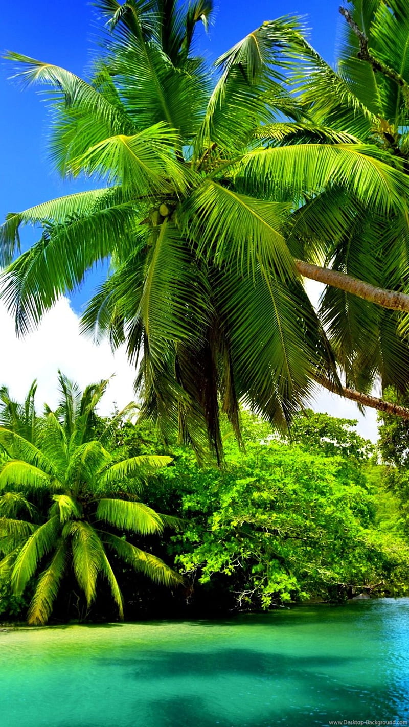 Palm tree, landscape, HD phone wallpaper | Peakpx