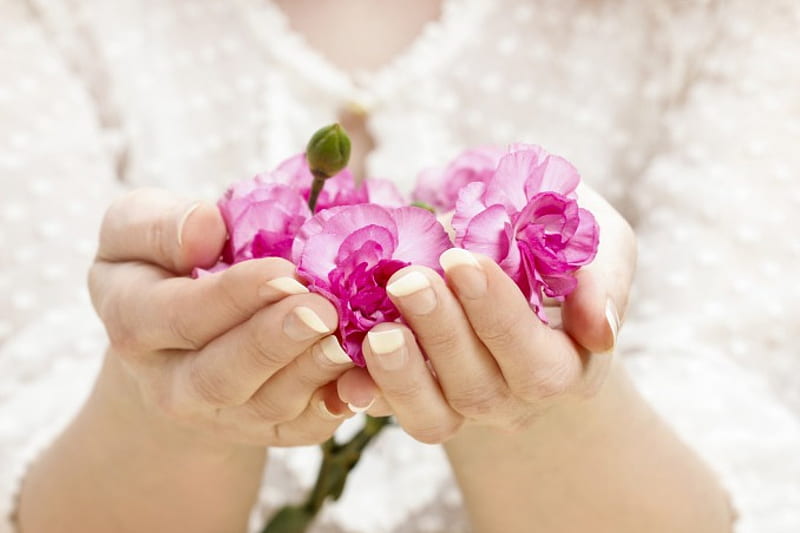 Pink Carnations, hands, girl, flowers, giving, carnations, pink, flooral, HD wallpaper