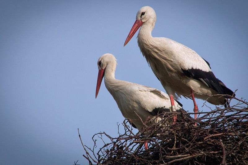 *** Storks in the nest ***, bociany, gniazdo, zwierzeta, ptaki, HD wallpaper