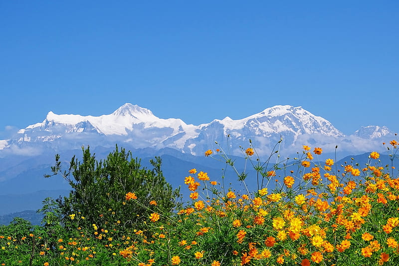 Himalayas Annapurna Nepal, mountain, nepal, everest, himalaya, flower, HD wallpaper