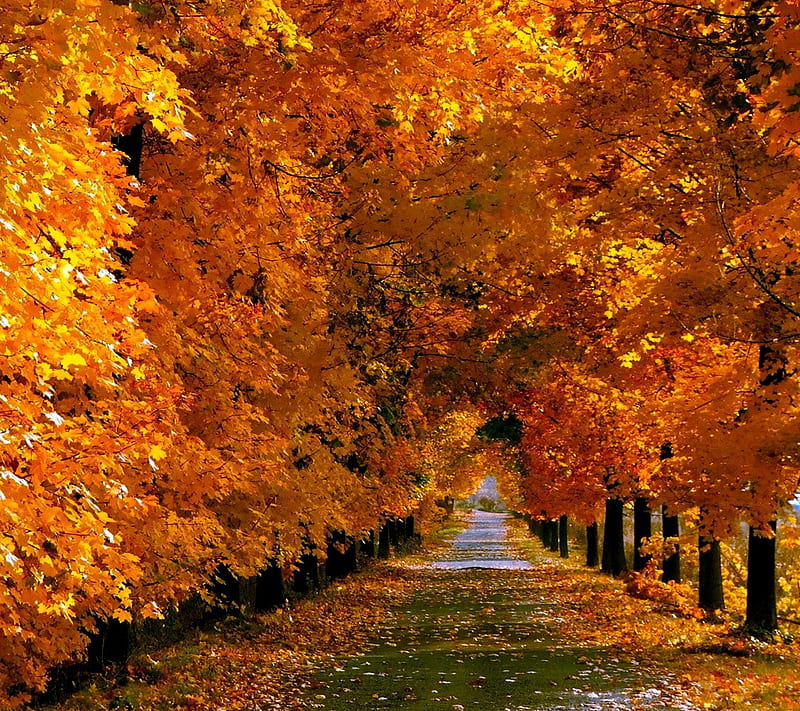 Autumn park, landscape, nature, tree, HD wallpaper | Peakpx