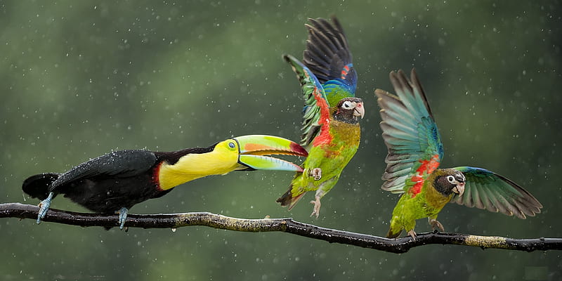 Surprise Attack, colors, toucan, parrots, funny, HD wallpaper
