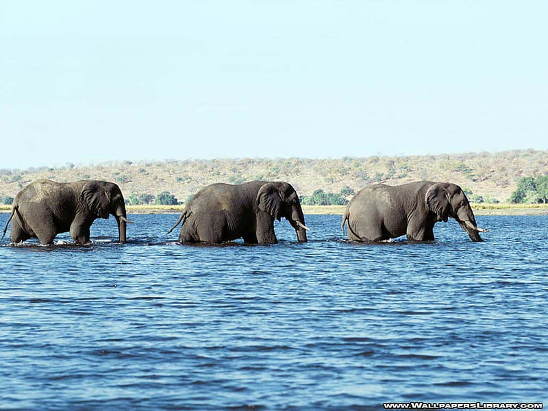 Wading the river, elephants, walking, river, africa, wading, HD wallpaper