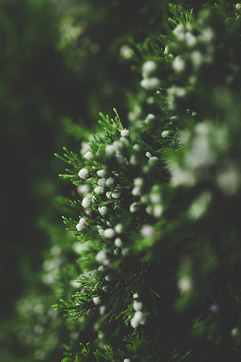 macro, green, plants, winter, pine trees, depth of field, HD phone wallpaper