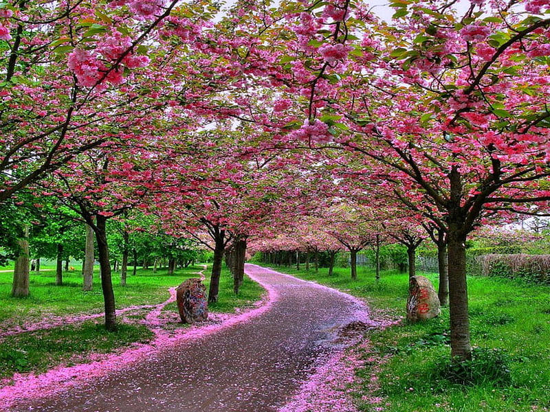 A Flowery Pathway, flowery, pathway, green, pink, HD wallpaper