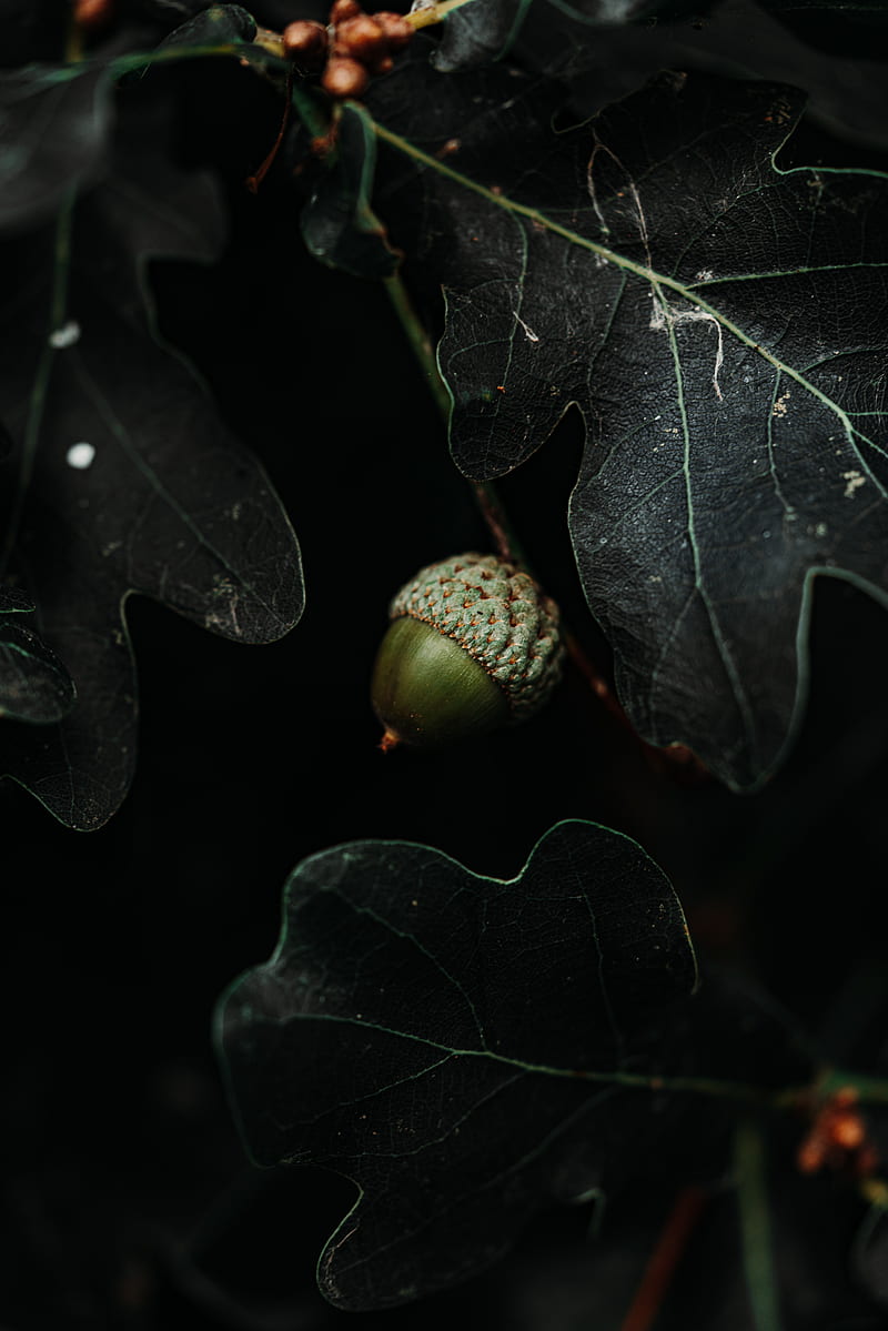 acorn, leaves, dark, macro, HD phone wallpaper