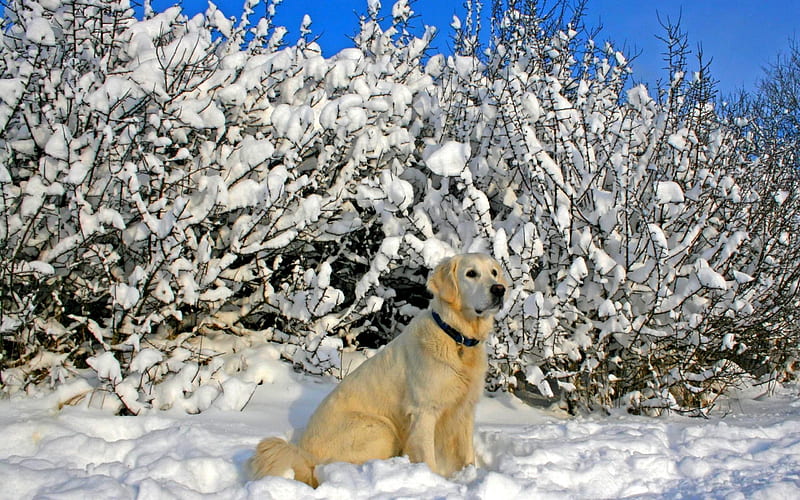 WINTER REST, snow, winter, plants, dog, HD wallpaper