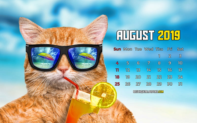 August 2019 Calendar summer beach, 2019 calendar, funny cat, cartoon landscape, August 2019, abstract art, Calendar August 2019, artwork, 2019 calendars, HD wallpaper