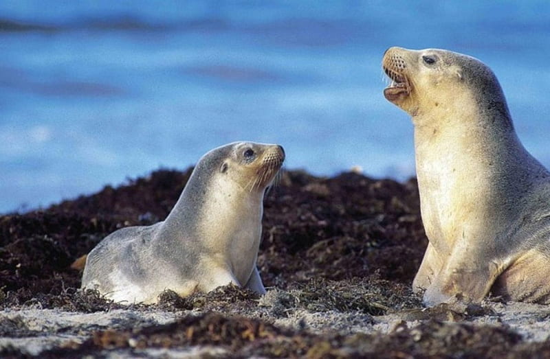 Seals on Kangaroo Island. South Australia, Seals, South Australia, Kangaroo Island, Seal Bay Conservation Park, HD wallpaper