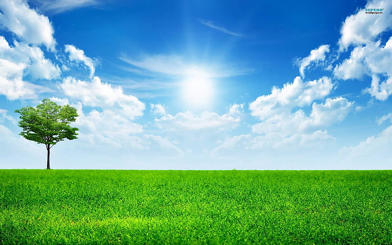 A Bright Sunny Day, tree, grass, sunlight, clouds, sky, HD wallpaper