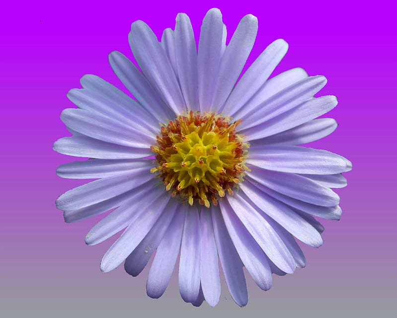 aster, flower, gizzzi, purple, HD wallpaper