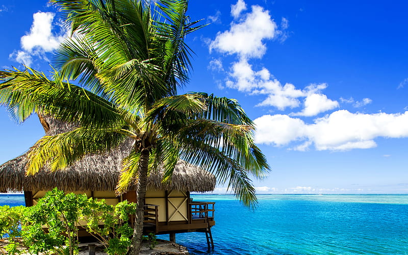 French Polynesia, tropical island, palm trees, ocean, summer travel, blue lagoon, Bora-Bora, HD wallpaper